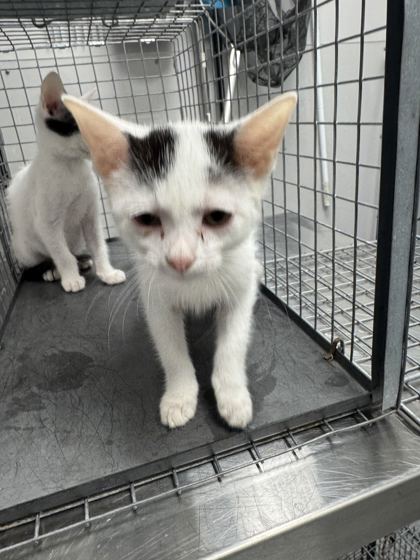 QUEEN OF HEARTS - Domestic Shorthair / Mix available for adoption