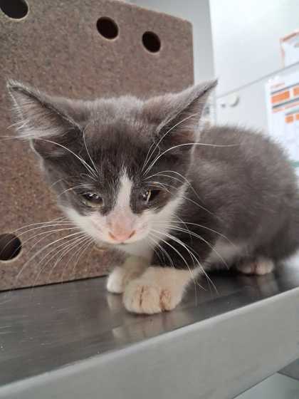WYATT - Domestic Shorthair / Mix available for adoption