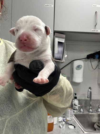 POPPY - Mixed Breed, Medium (up to 44 lbs fully grown) / Mix available for adoption