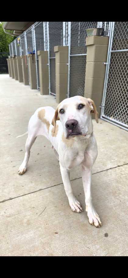 MELODY - Mixed Breed, Large (over 44 lbs fully grown) / Mix available for adoption