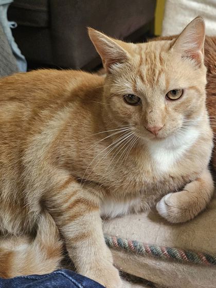 CALUMA - Domestic Shorthair / Mix available for adoption