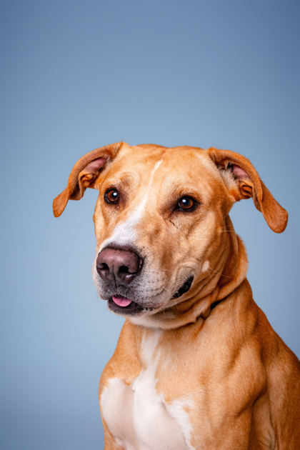 GUAVA - Labrador Retriever / Mix available for adoption