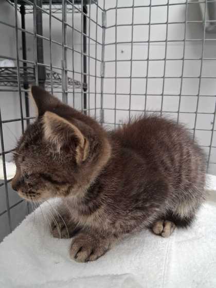 RATCHET - Domestic Shorthair / Mix available for adoption