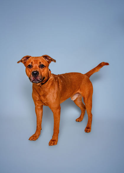 DRAVIN - Black-Mouth Cur / Mix available for adoption
