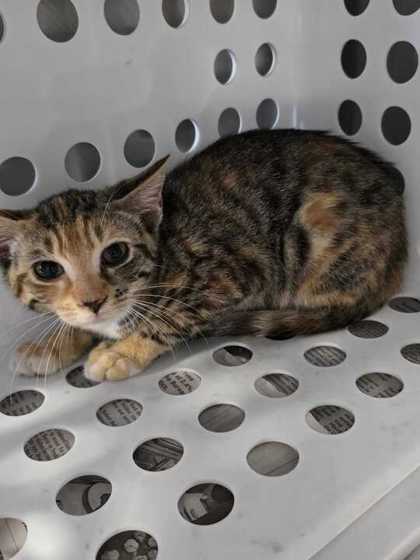 SALT - Domestic Shorthair / Mix for adoption in Knoxville