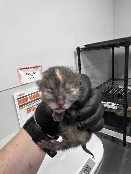 ARDEN - Domestic Shorthair / Mix available for adoption