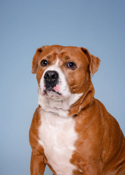 HUSTON - American Pit Bull Terrier / Mix available for adoption