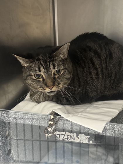 LILY - Domestic Shorthair / Mix available for adoption