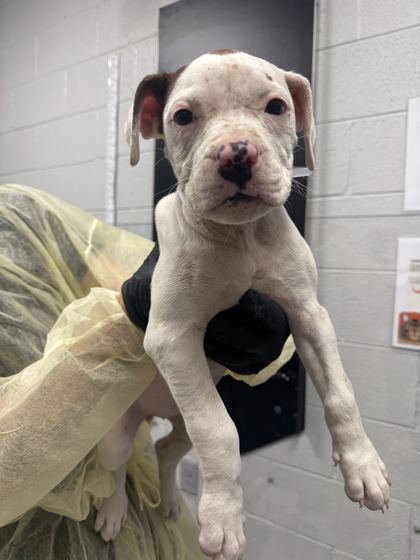 HEARTBREAKER - Mixed Breed, Medium (up to 44 lbs fully grown) / Mix available for adoption