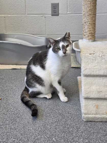 TREASURE - Domestic Shorthair / Mix available for adoption