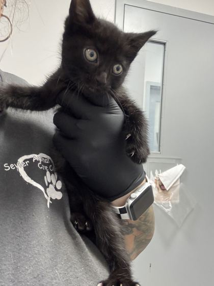 AQUAMONILE - Domestic Shorthair / Mix available for adoption