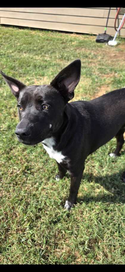 NAY NAY - Australian Cattle Dog / Mix available for adoption