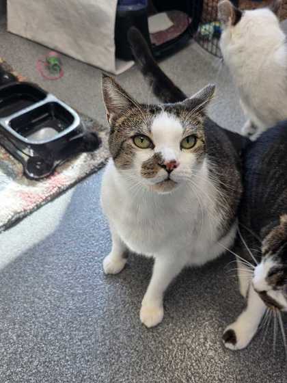 JADE - Domestic Shorthair / Mix available for adoption