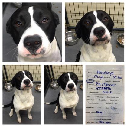 ROCKY - American Pit Bull Terrier / Mix available for adoption