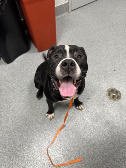 DOMIN - Mixed Breed, Large (over 44 lbs fully grown) / Mix available for adoption
