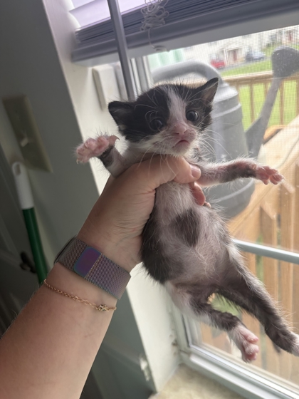 MAGNOLIA - Domestic Shorthair / Mix available for adoption