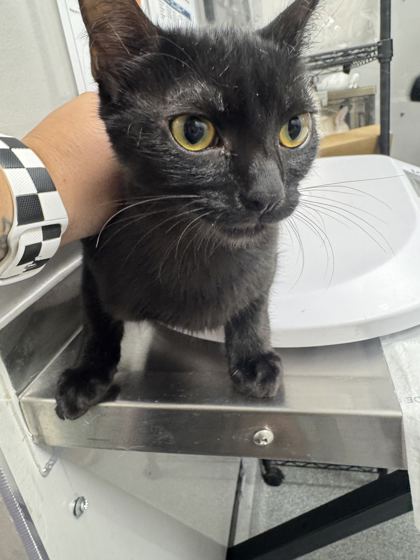 BUTTERCUP - Domestic Shorthair / Mix available for adoption