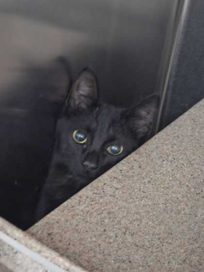 FLUTTERFLY - Domestic Shorthair / Mix available for adoption