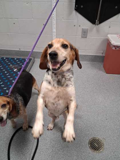 ELVIS PRESLEY - Mixed Breed, Small (under 24 lbs fully grown) / Mix available for adoption