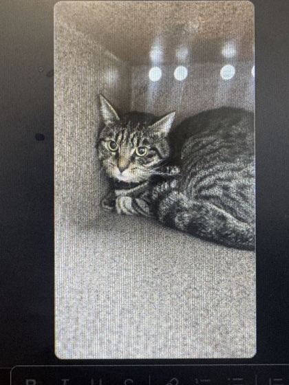 SHAGGY - Domestic Shorthair / Mix available for adoption