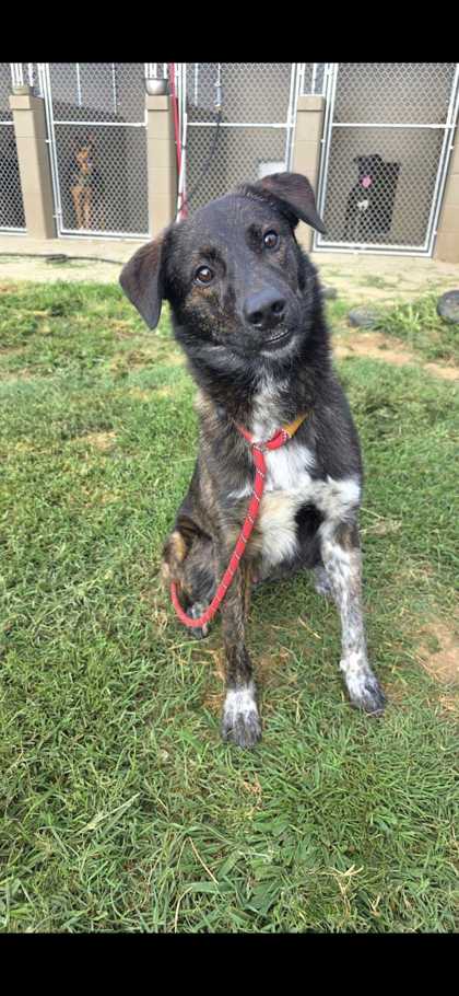 ROSCOE - Mixed Breed, Medium (up to 44 lbs fully grown) / Mix available for adoption