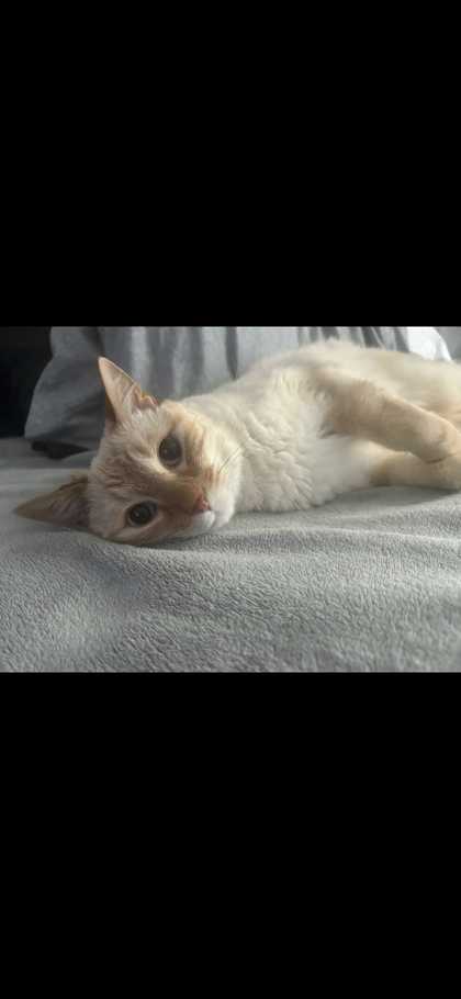 LUCE - Domestic Shorthair / Mix available for adoption
