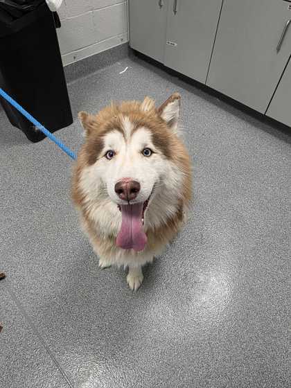 ALASTAIR - Mixed Breed, Large (over 44 lbs fully grown) / Mix available for adoption