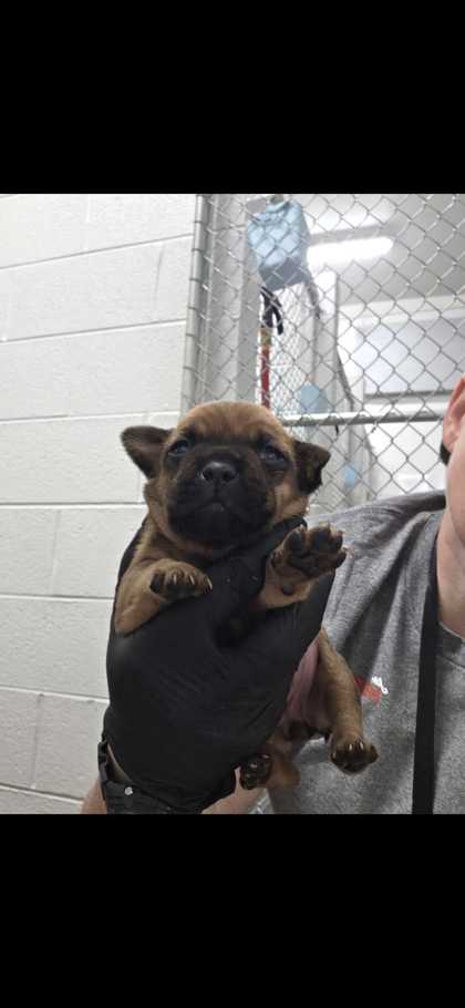 ELLIE MAE - Short Coat Chihuahua / Mix available for adoption