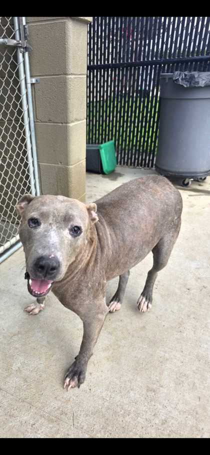 SYMPHONY - Xoloitzcuintli / Mix available for adoption