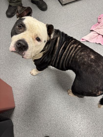 MEATLOAF - Mixed Breed, Large (over 44 lbs fully grown) / Mix available for adoption