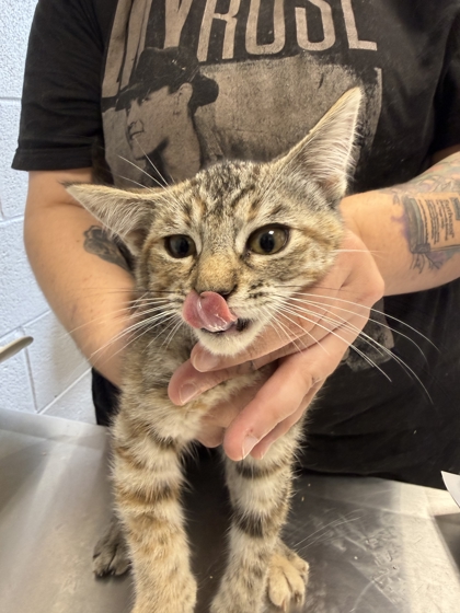BOSS BAILEY - Domestic Shorthair / Mix available for adoption