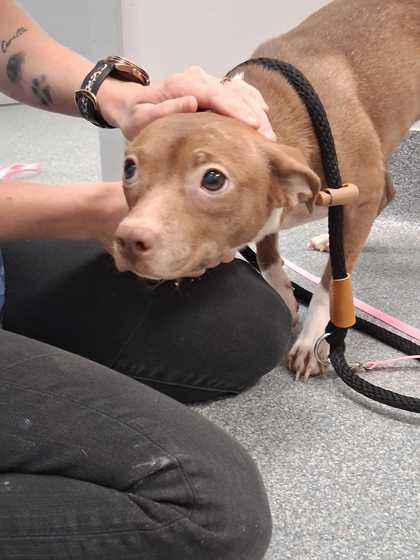CAROLINA - Mixed Breed, Medium (up to 44 lbs fully grown) / Mix available for adoption