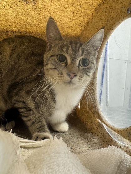 SANDY - Domestic Shorthair / Mix available for adoption