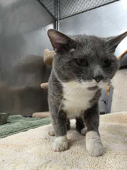 CATALAC - Domestic Shorthair / Mix available for adoption