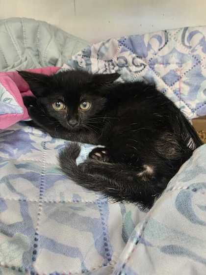 YO-YO - Domestic Shorthair / Mix available for adoption