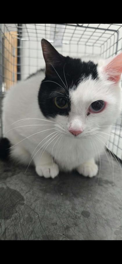 MAGIC - Domestic Shorthair / Mix available for adoption