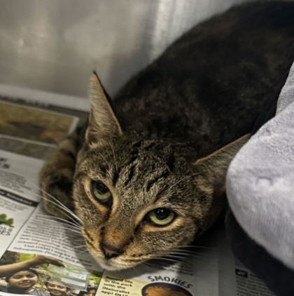 ORCHARD - Domestic Shorthair / Mix available for adoption