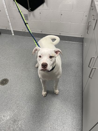 THE GREAT BOO-DINI - Pit Bull Terrier / Mix available for adoption