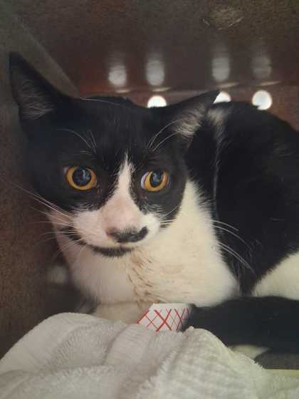 CAT-EGORY - Domestic Shorthair / Mix available for adoption