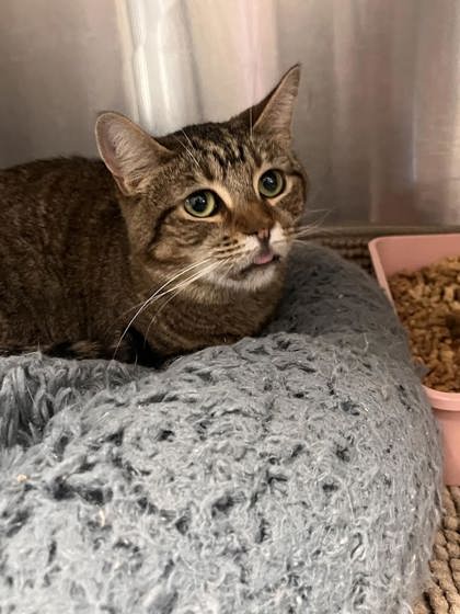 PUMPKIN PATCH - Domestic Shorthair / Mix available for adoption