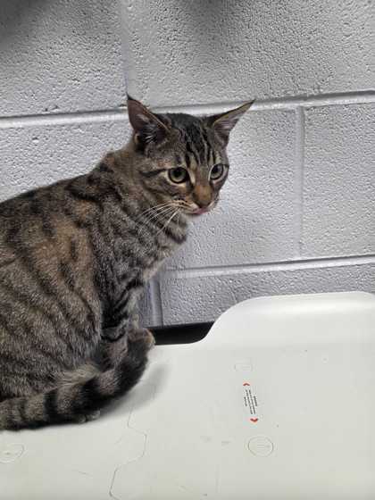 ALEX CATREV - Domestic Shorthair / Mix available for adoption