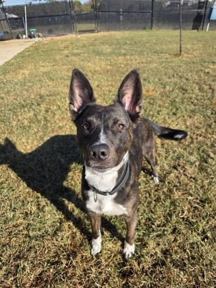 BEATLE - Shepherd / Feist available for adoption