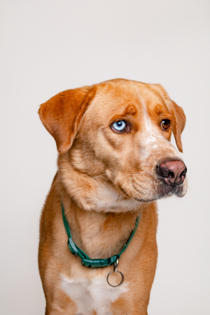 SUNNY BOY - Mixed Breed, Large (over 44 lbs fully grown) / Mix available for adoption