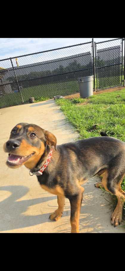 CEASAR - Mixed Breed, Large (over 44 lbs fully grown) / Mix available for adoption
