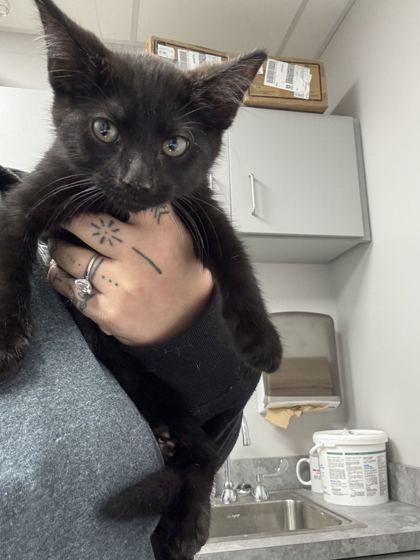 DRAINO - Domestic Shorthair / Mix available for adoption