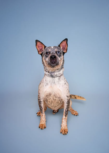 RATLIFF - American Blue Heeler / Mix available for adoption