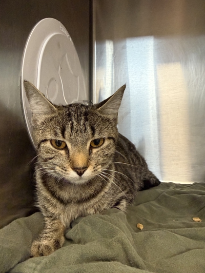 RABBIT - Domestic Shorthair / Mix available for adoption