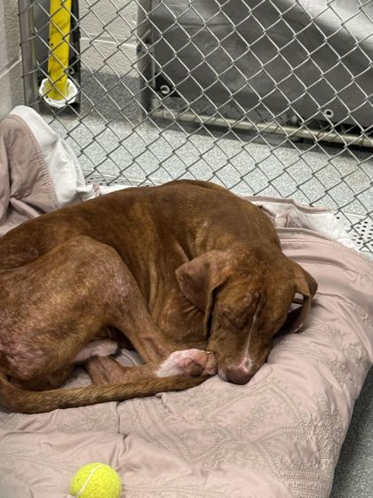 WESLEY - Basset Hound / Mix available for adoption