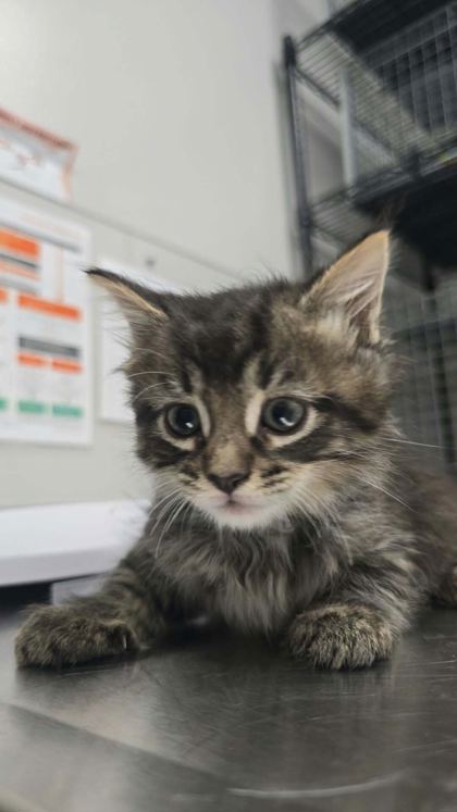 HALLOW - Domestic Shorthair / Mix available for adoption