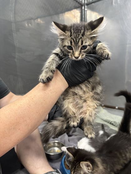 WEALTHY - Domestic Shorthair / Mix available for adoption
